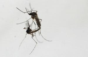 Wolbachia mosquito releases effective, dengue cases drop by up to 100 per cent