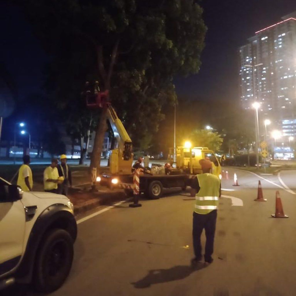 梳邦市厅即起至825 修剪格华芝班路树木