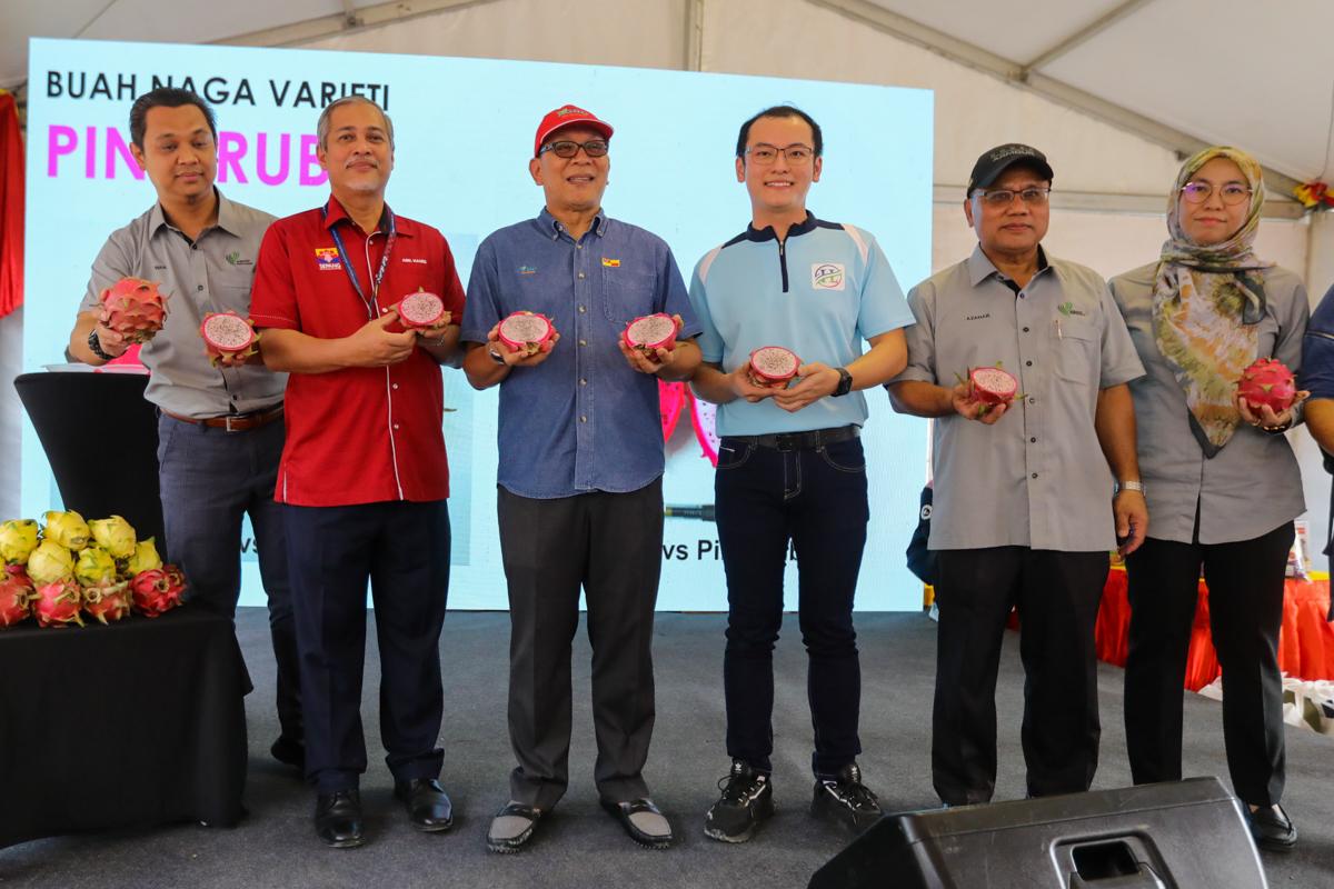 Buah naga jenis baharu 'Pink Ruby' ditanam meluas di Sepang