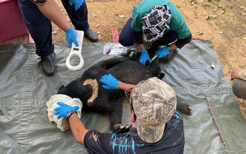 马来熊陷狩猎陷阱 获兽医局打救送返森林