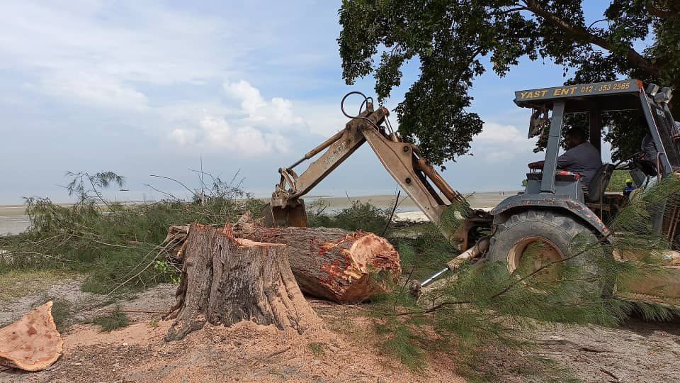 எம்பிகேஎல் சுற்றுபயணிகளின் பாதுகாப்பை உறுதிப்படுத்த, மோரிப் கடற்கரையில் பழைய மரங்களை வெட்டியது.