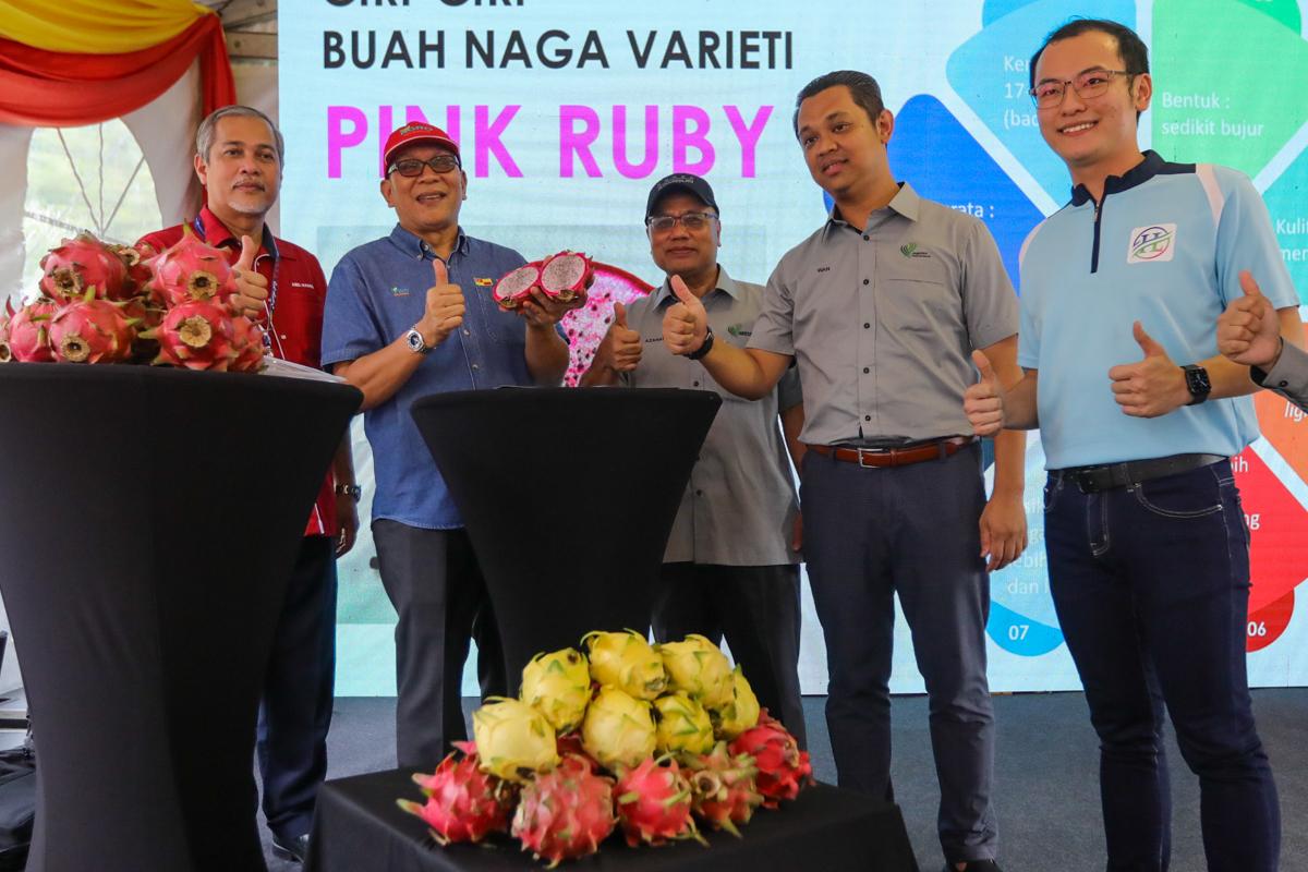 Kajian dua tahun berbaloi, peladang muda hasil baka baharu buah naga