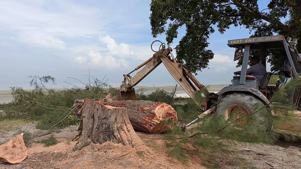 MPKL takes down Pantai Morib old, rotting trees for visitors' safety