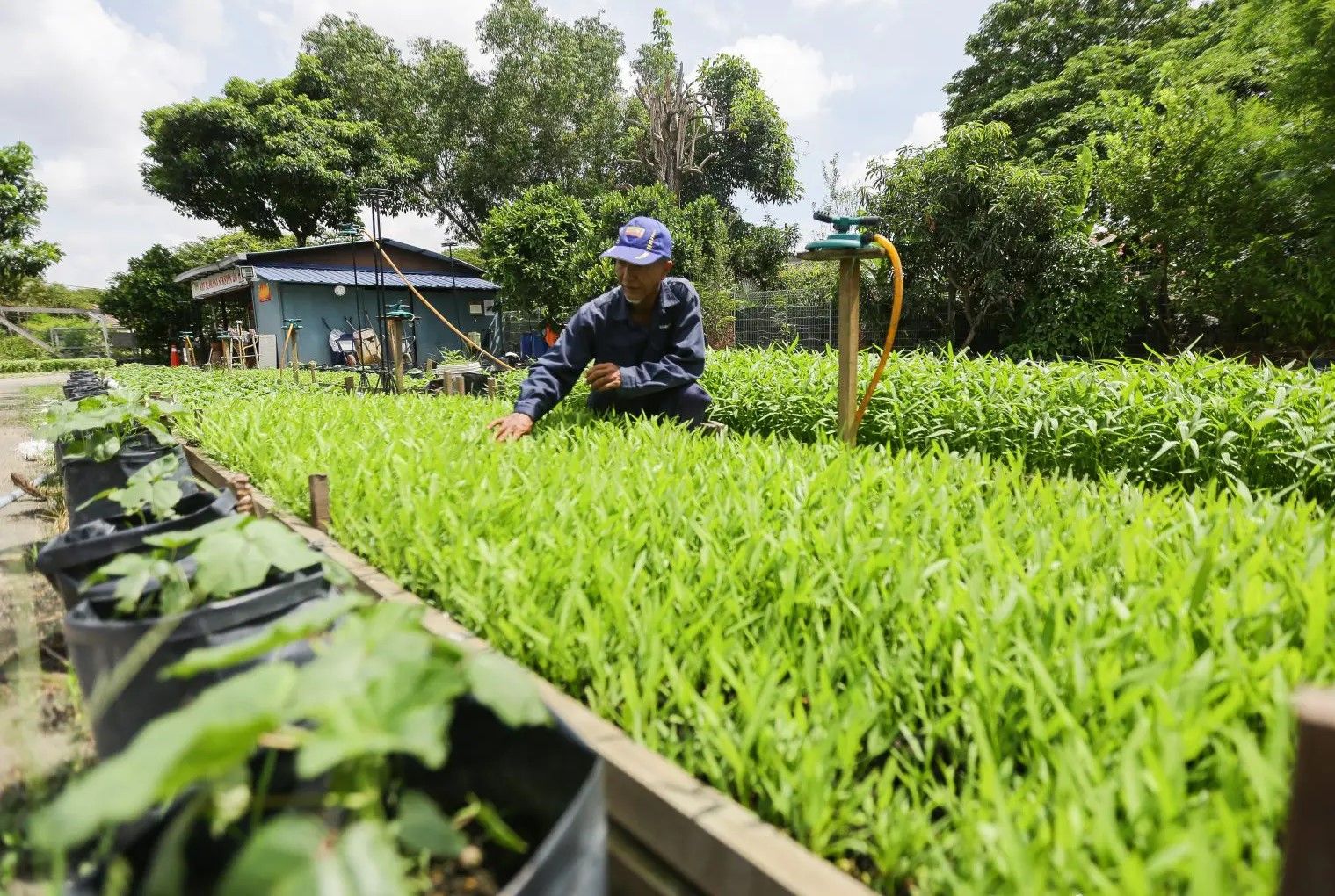 雪邦市会办社区菜园奖 鼓励动手打造绿色家园