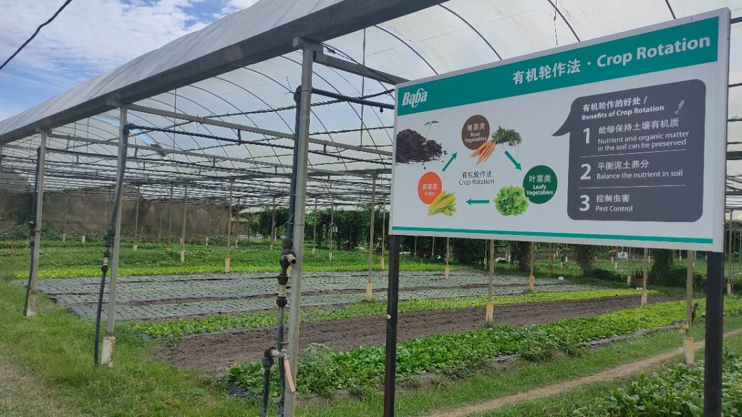 【有机发展系列1/4】有机种植过渡期两大挑战拦路 · 转型期认证可助农民度过难关