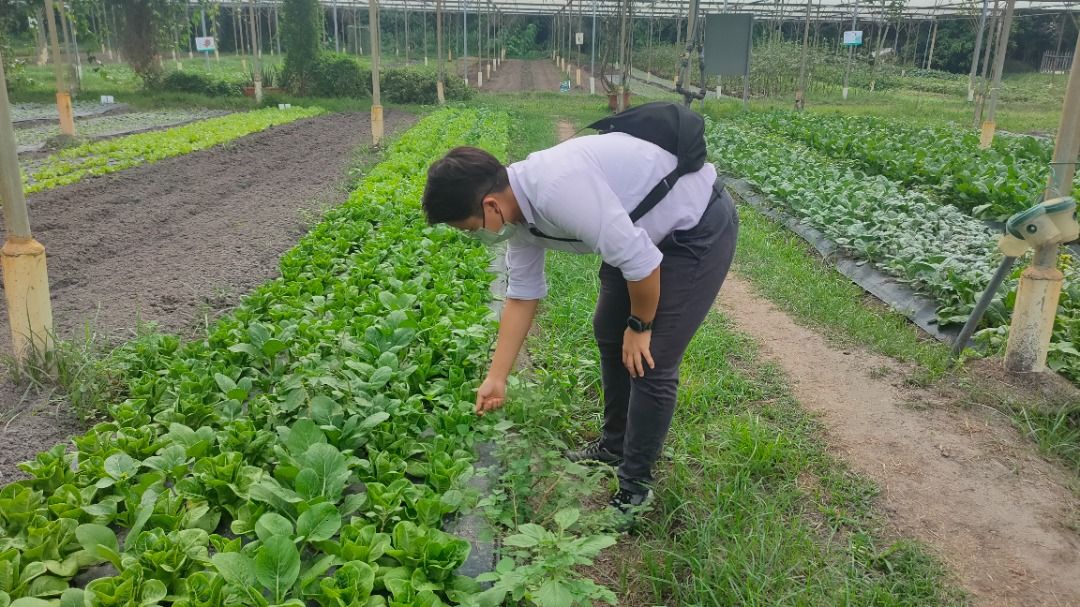 【有机发展系列3/4】一亩地不可能产大量作物 · 参杂非有机蔬果皆可举报