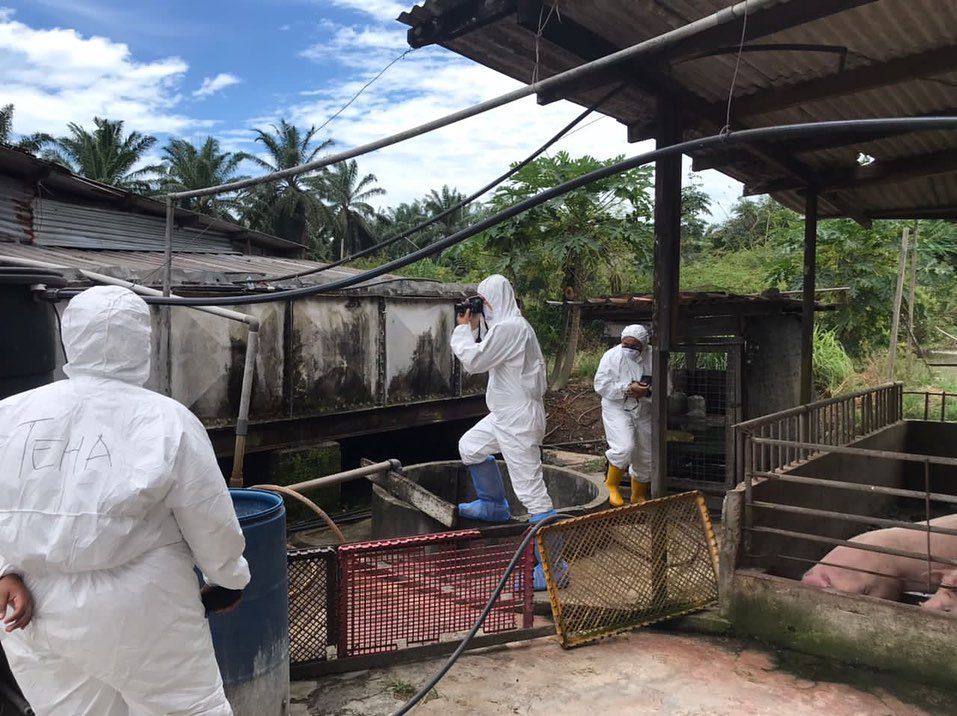 பண்ணைகளை முறையாகப் பராமரிப்பீர்- பன்றி வளர்ப்போருக்கு ஆட்சிக்குழு உறுப்பினர் அறிவுறுத்து