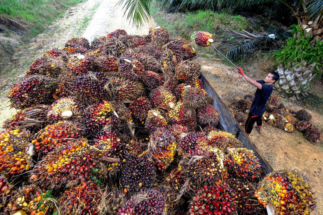 促落实人才发展计划  棕油局：减少依赖外劳