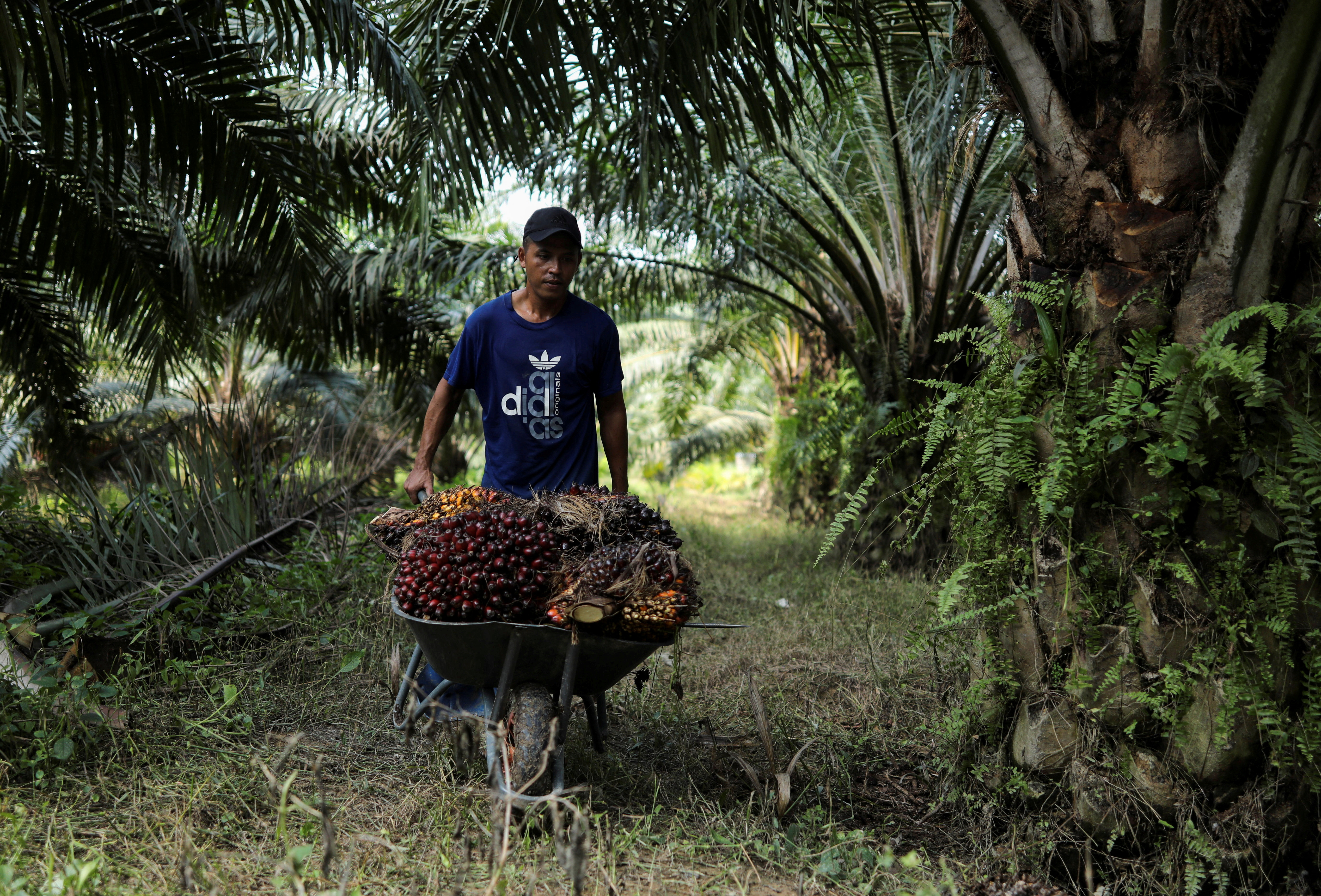 Forced labour practices in Malaysia under control —Minister