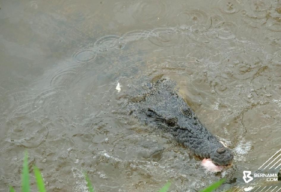 Kepala mangsa serangan buaya di Sandakan ditemui selepas tiga hari