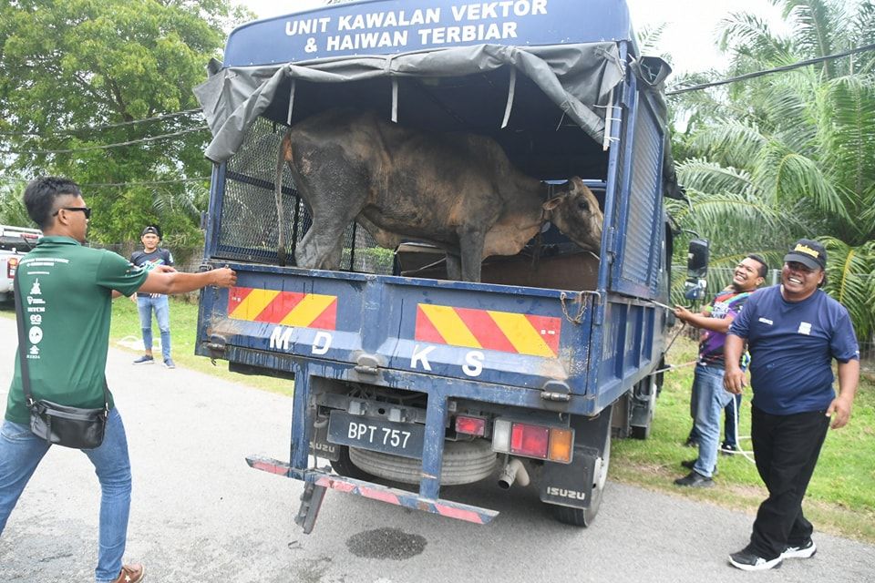 பொது இடங்களில் சுற்றித் திரியும் வளர்ப்பு பிராணிகளை எம்பிகேஎஸ் பிடிக்கிறது.
