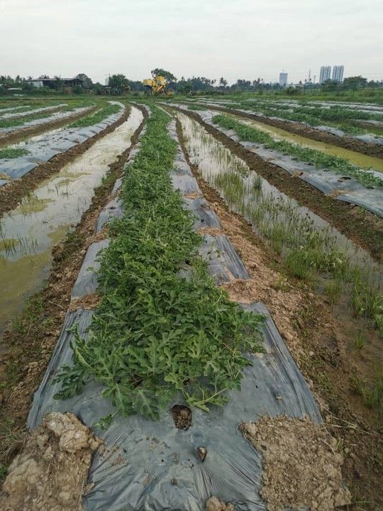 有机认证专员：有机蔬果价格稳定 · 西瓜太香甜被误为打甜蜜素