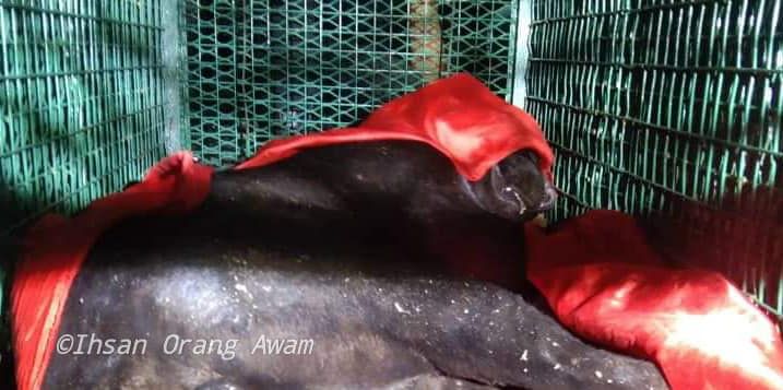 黑豹闯民宅吓坏居民  遭消拯局偕野生动物局制伏