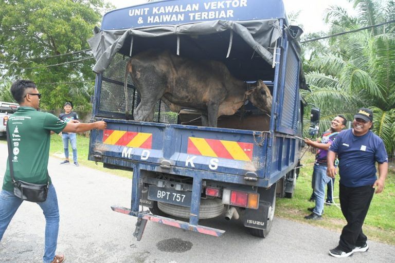 瓜雪市会上周展开行动 捉获3只放养牛羊
