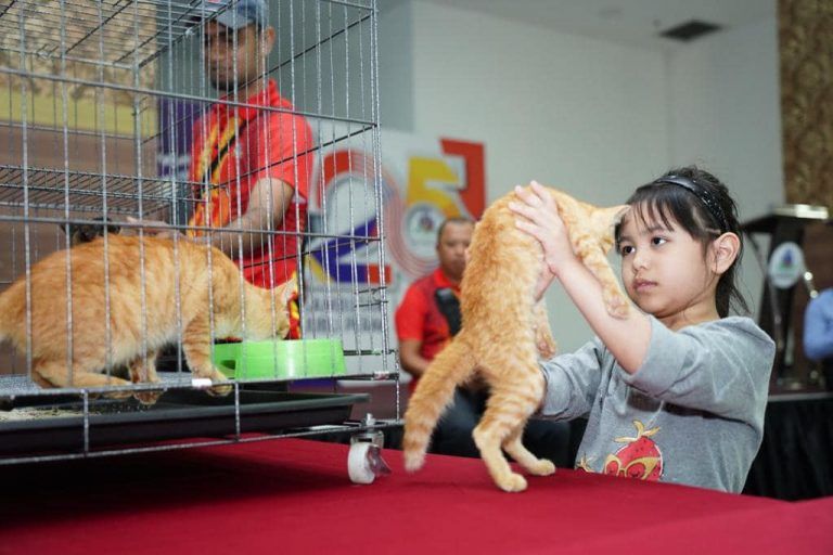 莎阿南周日无车日 有10猫咪待领养