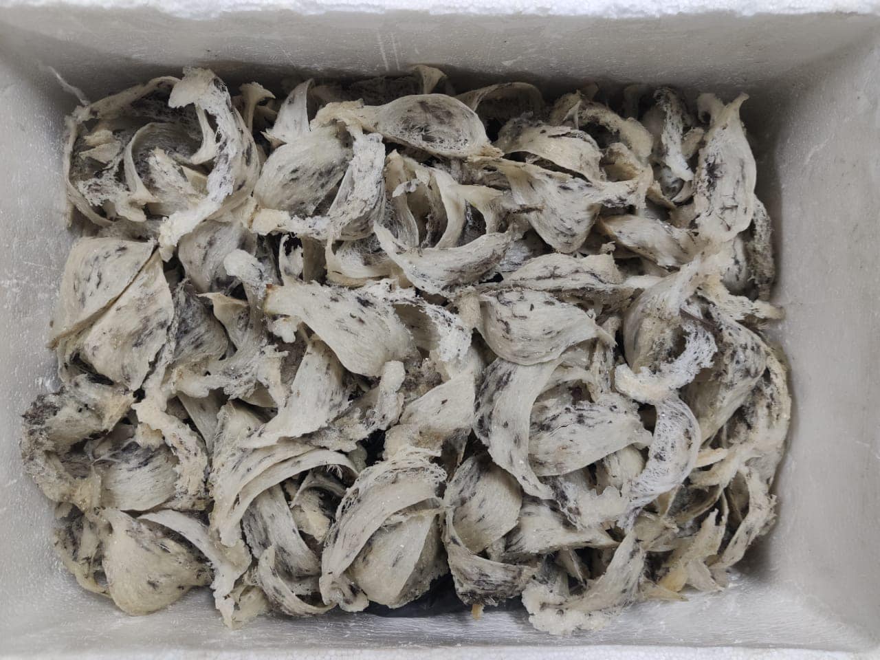 Maqis Selangor patah cubaan seludup 40kg sarang burung ke Vietnam