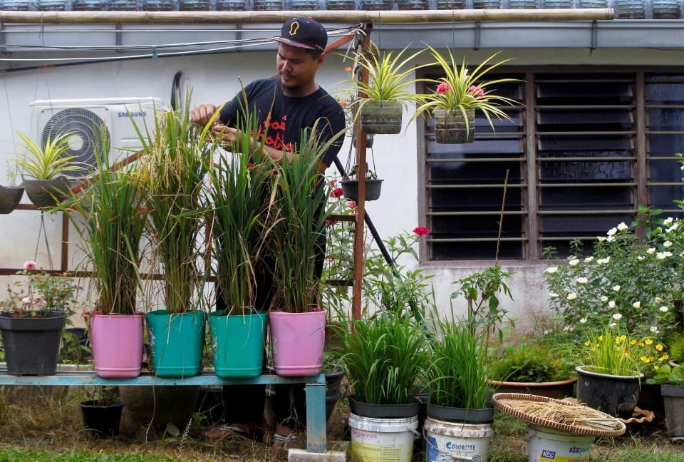 Pesara TLDM tanam padi dalam tong cat di halaman rumah