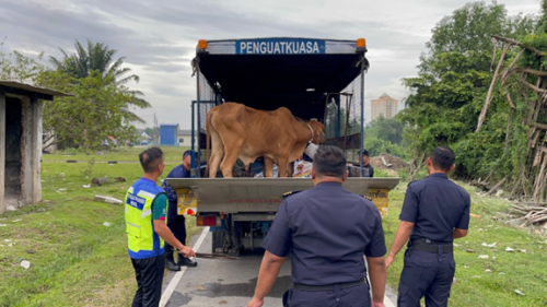 放养牛只危及民众安全  雪州展开抓牛行动！