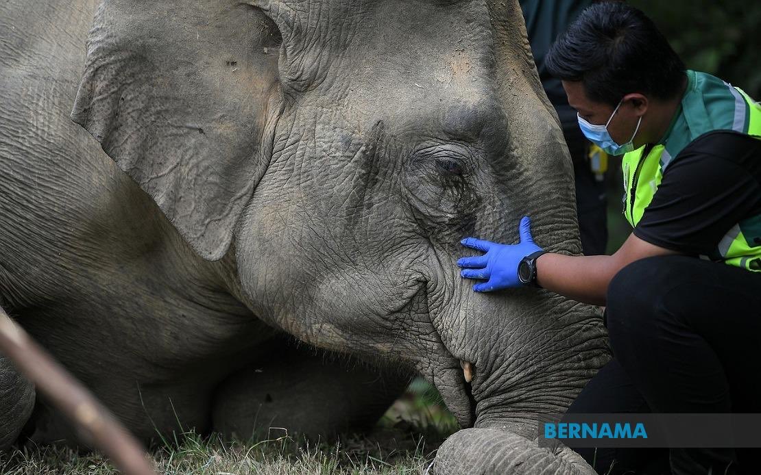 No facility in Sabah to isolate dangerous elephants — Wildlife Dept
