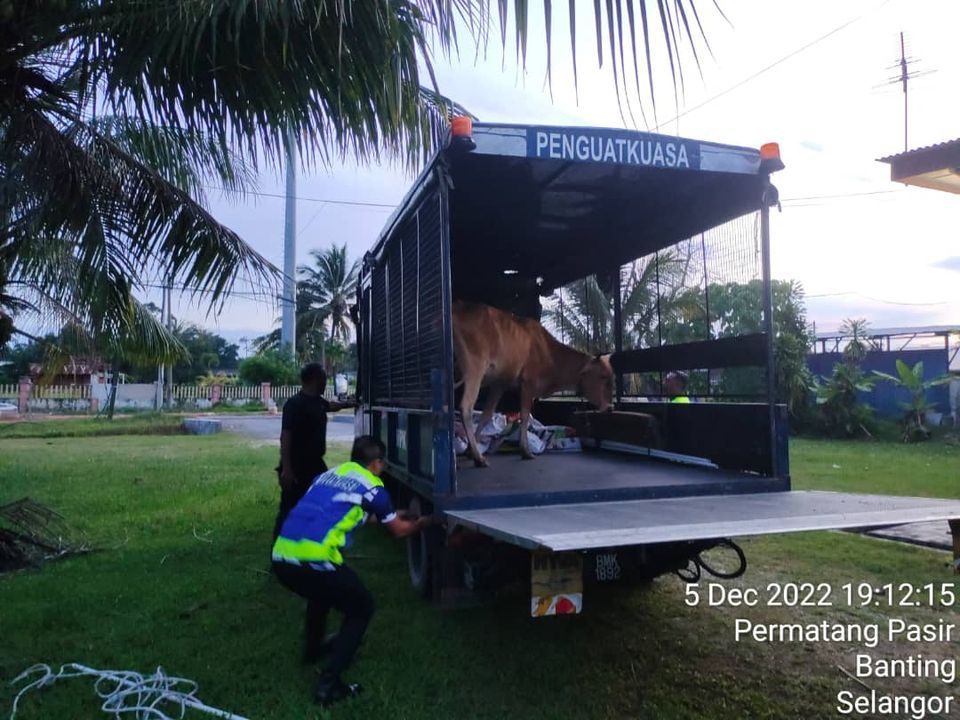 闹市游荡扰民 瓜冷市会捕捉2牛只