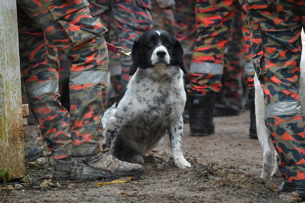 Batang Kali landslide: 'Blake’ of K9 burnt out in rescue op