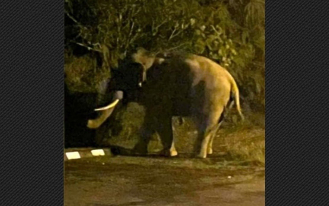 Road users plying East-West Highway urged to be careful of elephant’s presence
