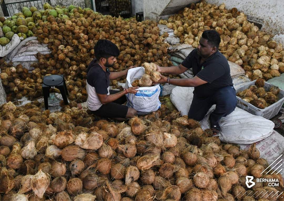 தைப்பூசத்தை முன்னிட்டு சூடுபிடித்தது தேங்காய் விற்பனை