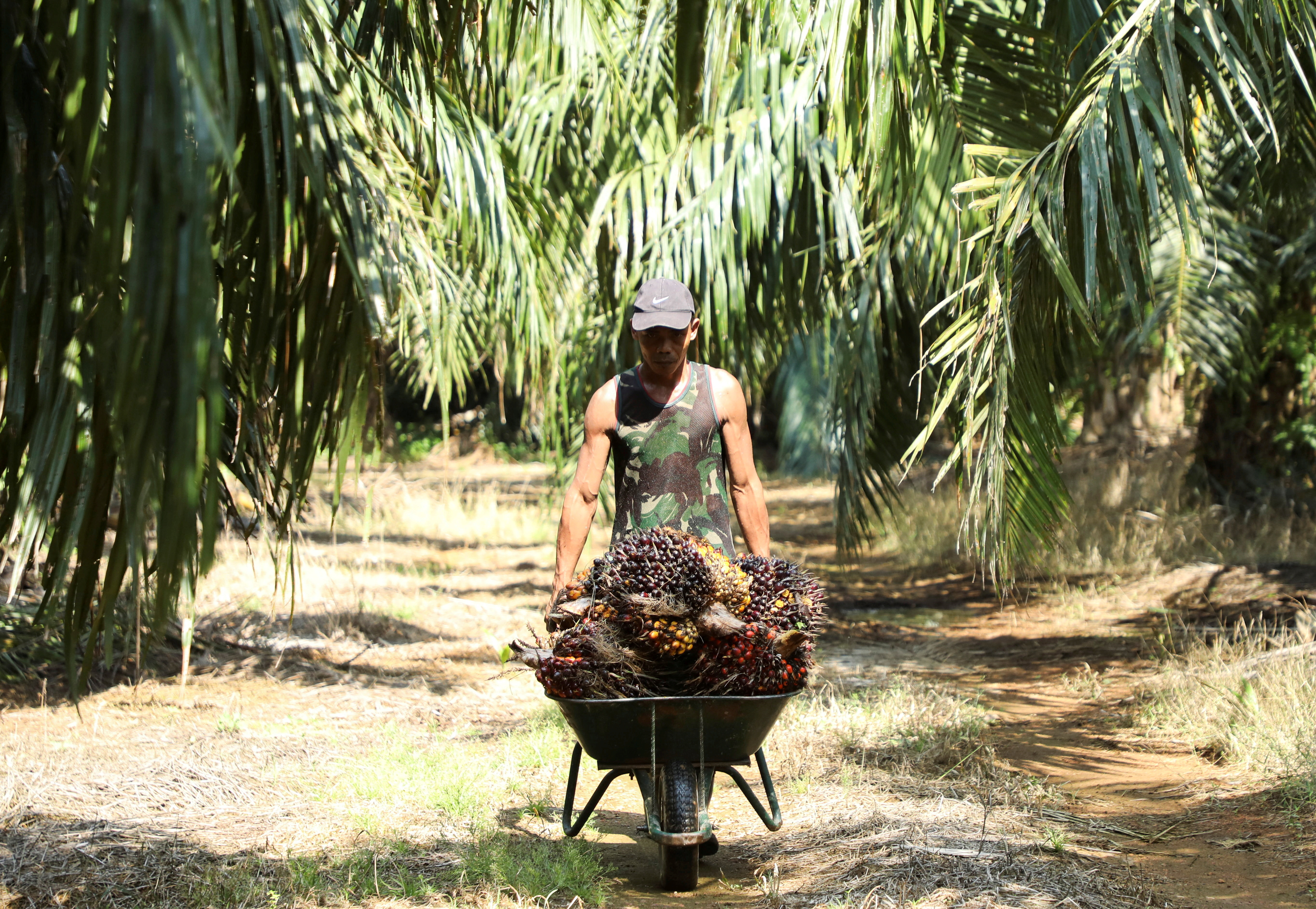 Govt to review allowing refugees, asylum seekers to work in plantation sector