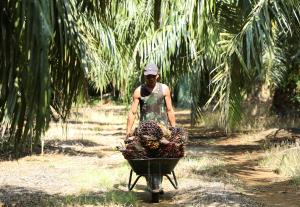 EUDR delay eases compliance pressure for palm oil exporters 