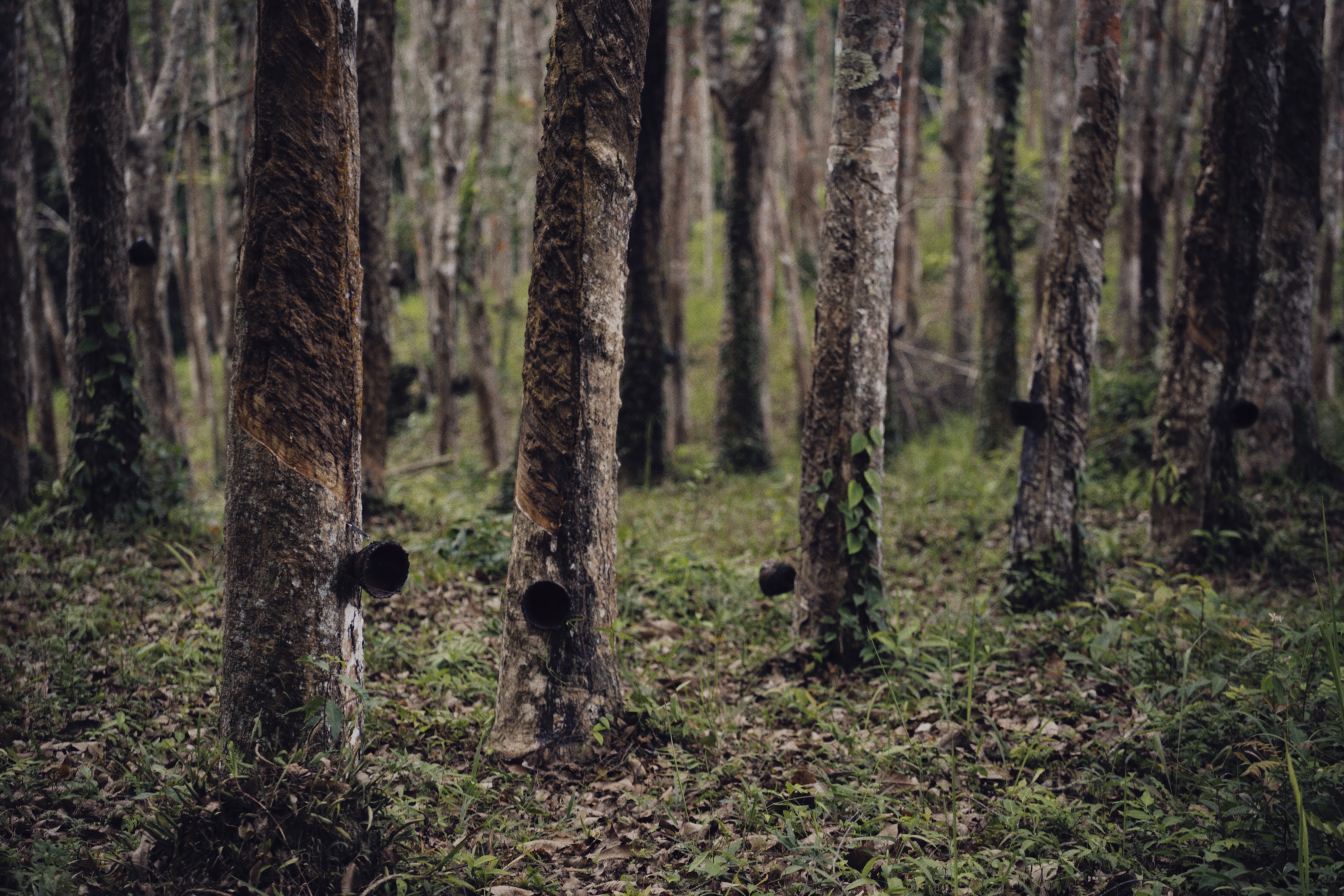 Rubber market ends higher, tracking gains in Japanese rubber futures