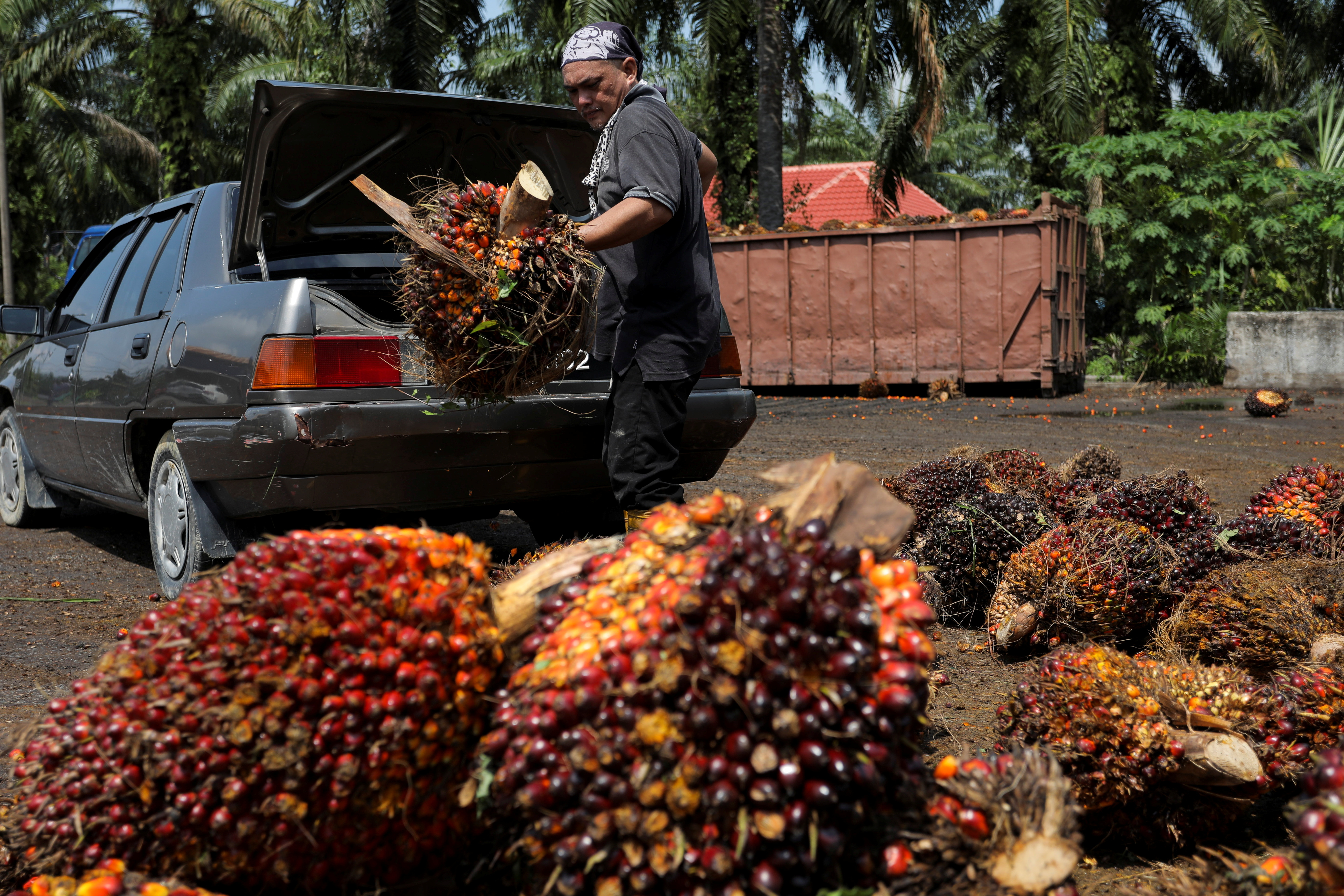 Palm oil industry expected to benefit from Johari Ghani's Cabinet appointment