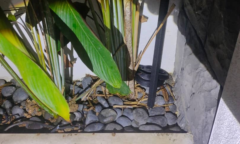 APM captures black cobra at PM's house