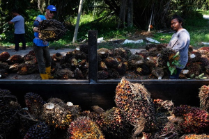 Felcra agih RM101 juta kepada 74,300 peserta mulai hari ini