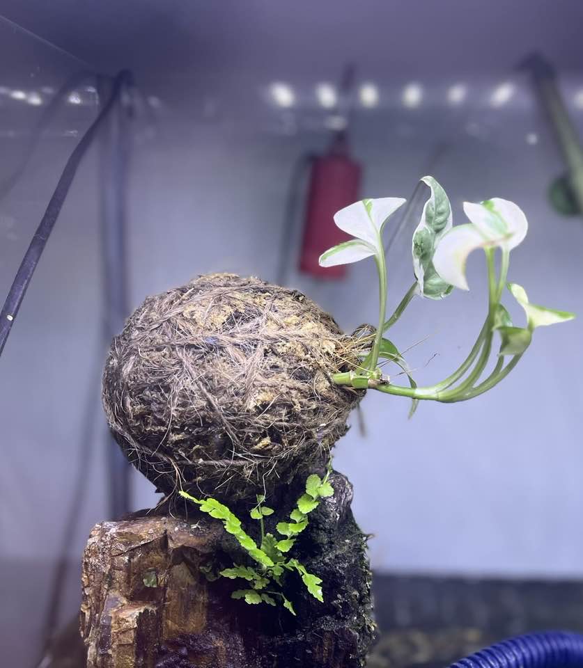 Tarikan seni tanaman tanpa pasu, bonsai dari Jepun