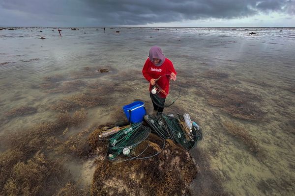 沙巴贝类遭红潮污染 纳闽渔业局促勿食用