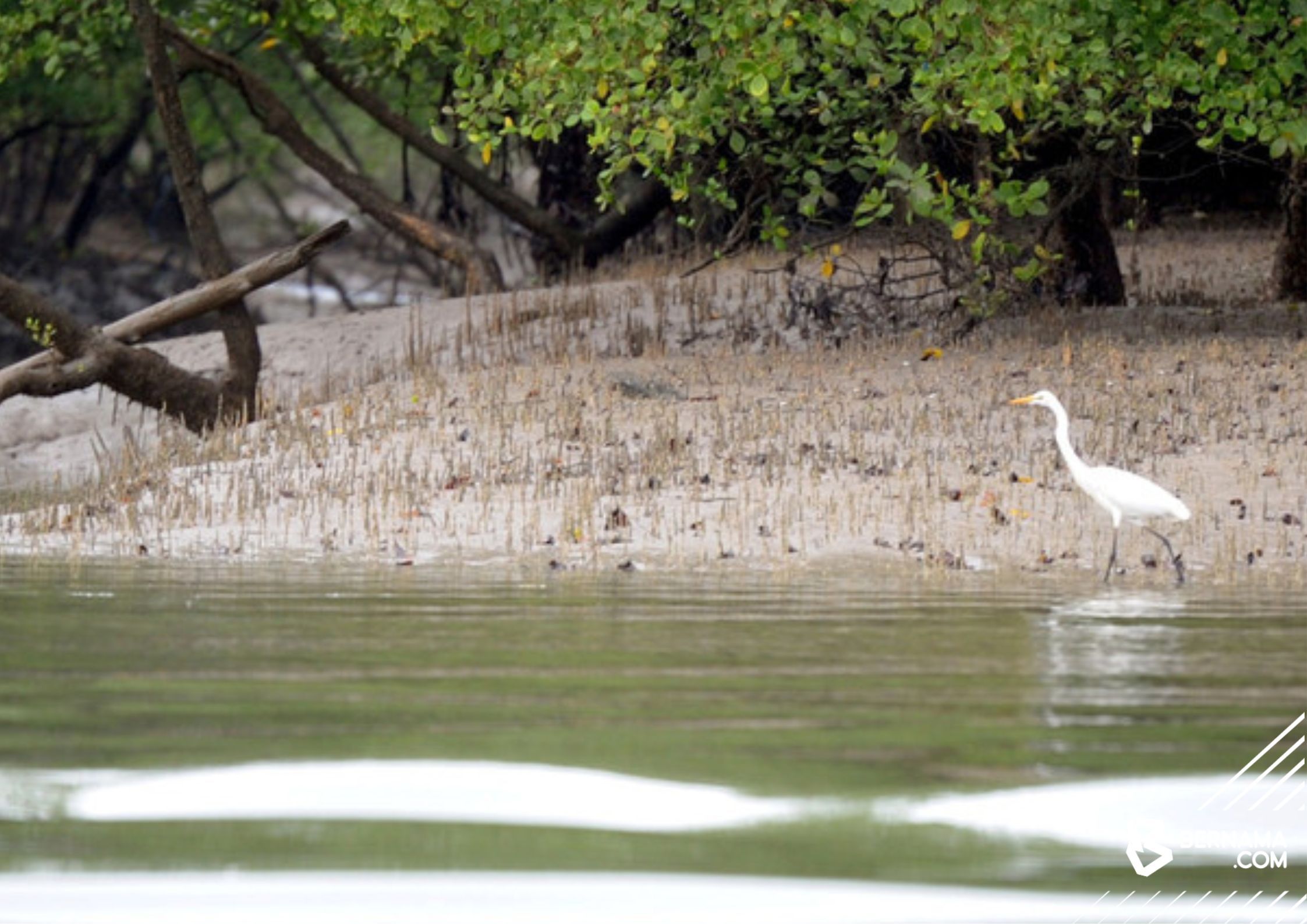 Call for state governments to nominate wetlands as new Ramsar sites