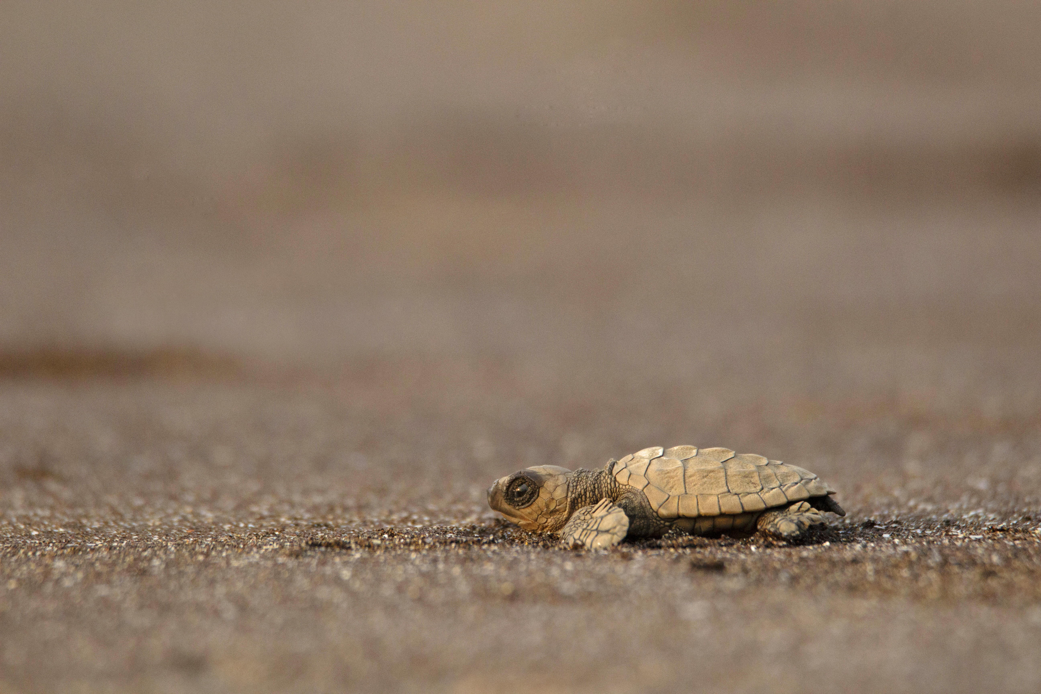 Olive Ridley turtles return to Penang to lay eggs after four years