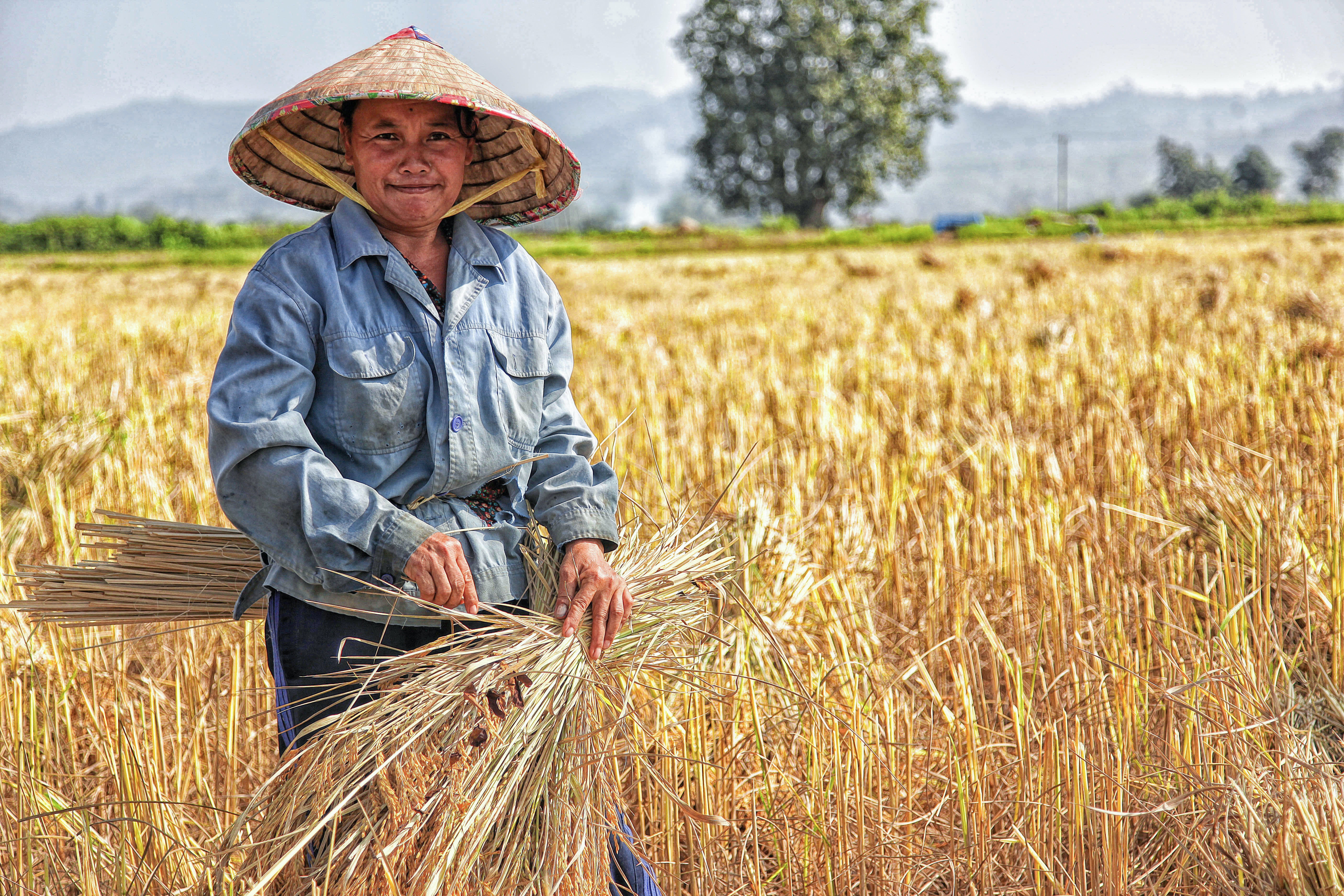 Rice shortage: Johor ready to offer land to Federal govt for planting