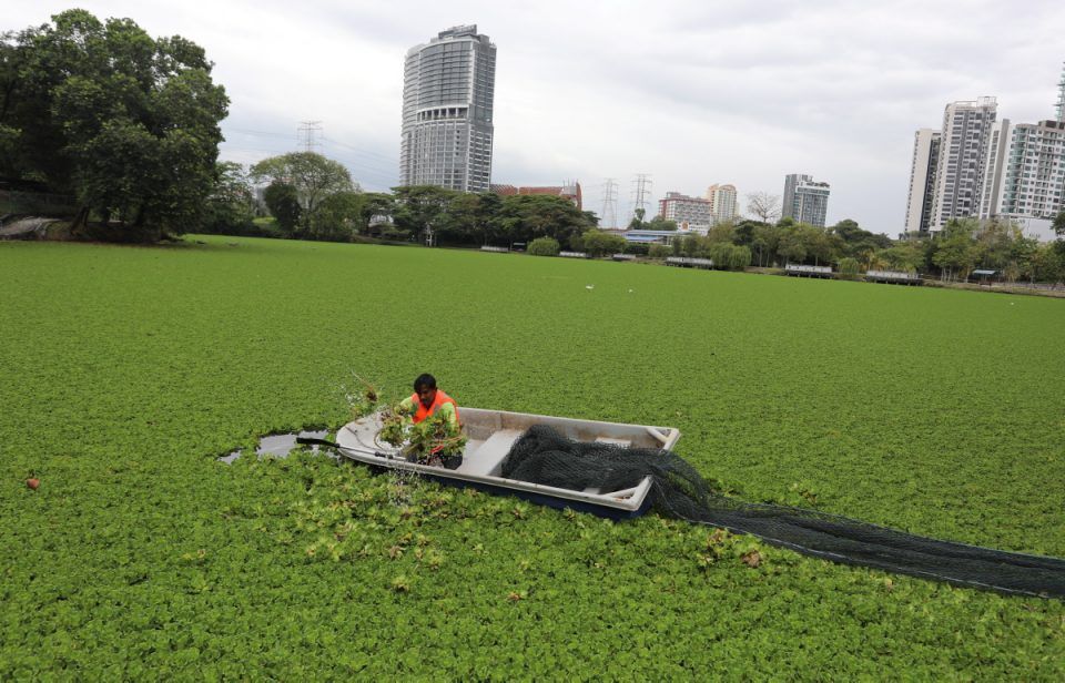 灵市2湖泊长满浮萍和布袋莲 市政厅动员清理免不幸事故发生