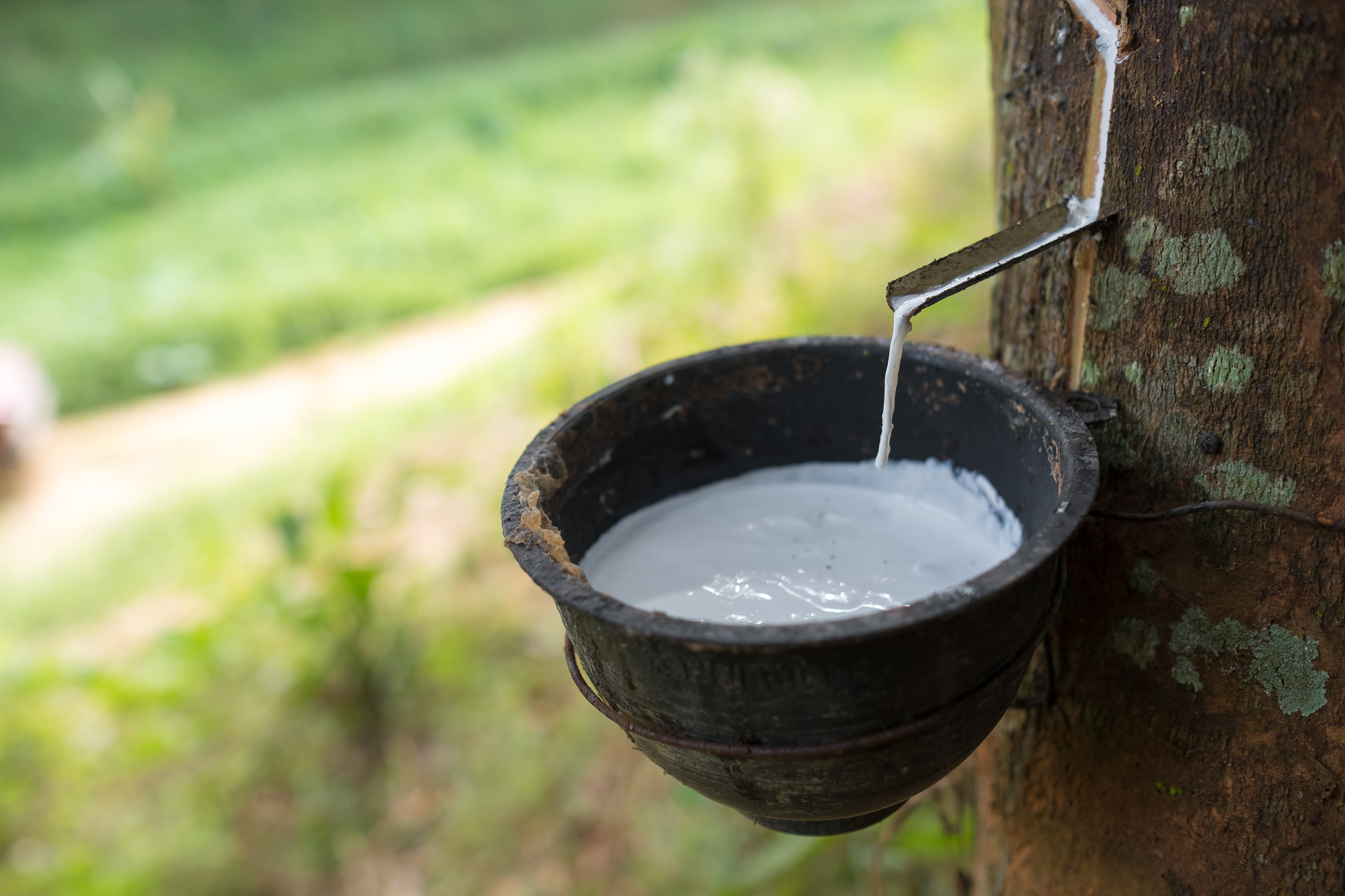 Malaysia earns RM27.16bln from rubber exports in 2023