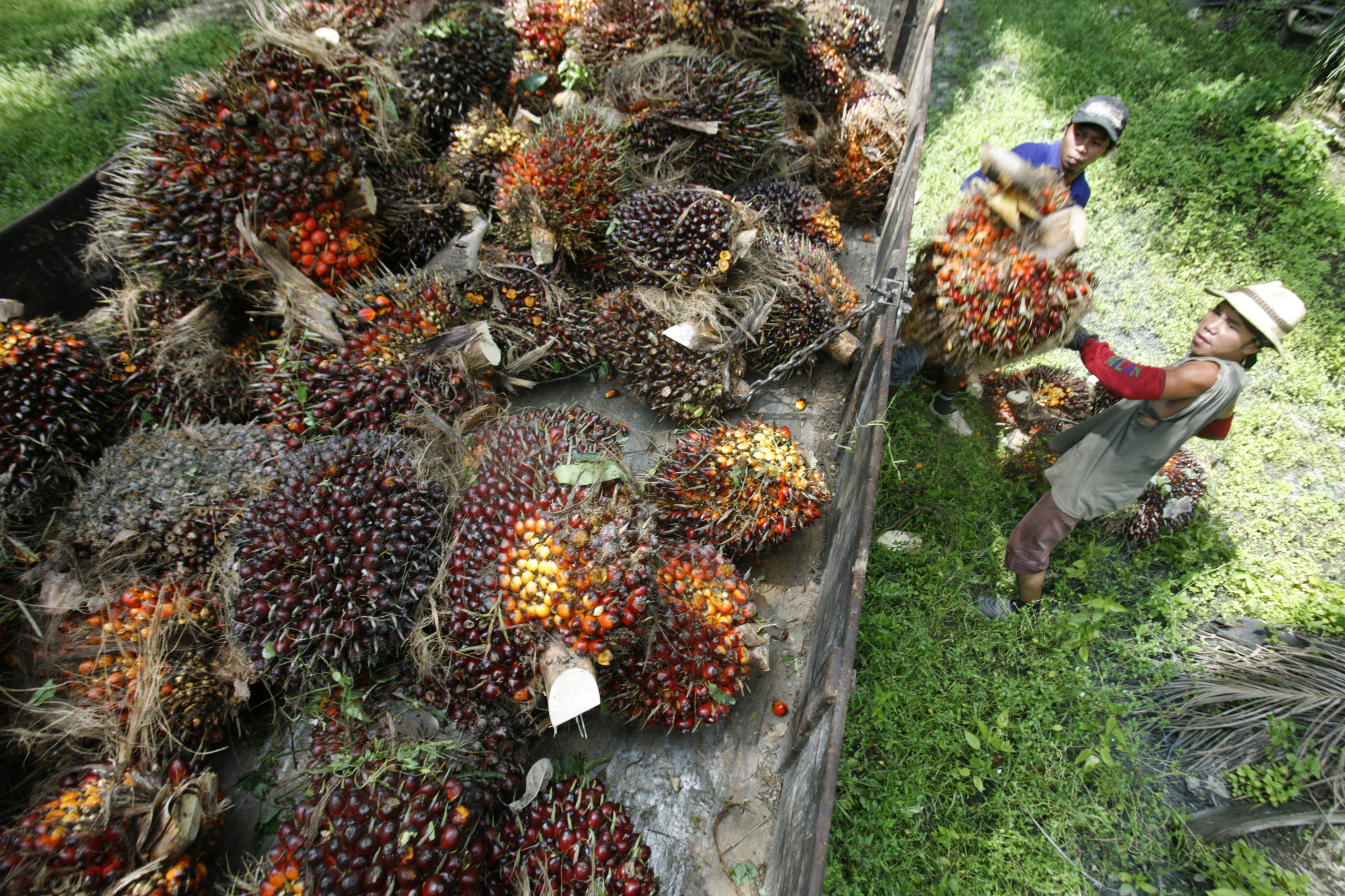 20pct of oil palm unharvested due to labour shortage