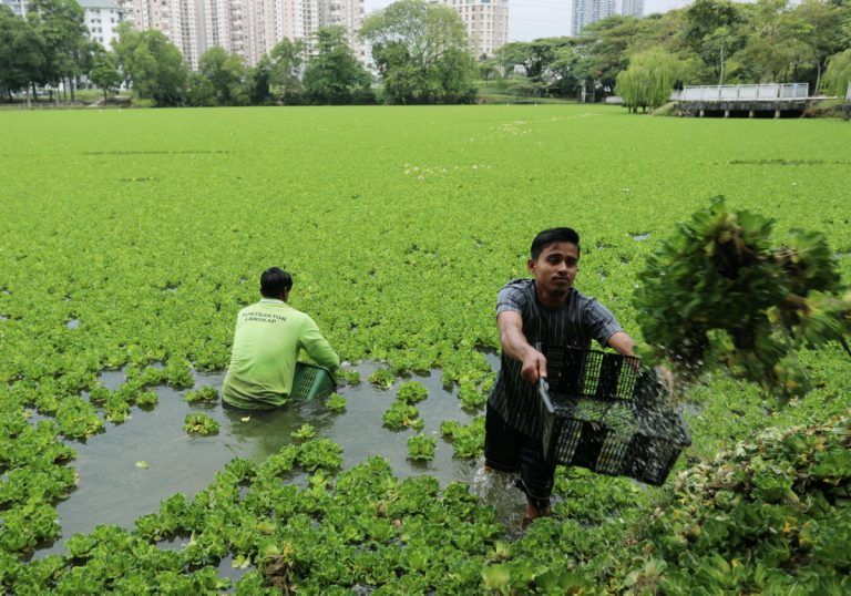 கிளானா ஜெயாவில் உள்ள இரண்டு ஏரிகளில் கியாம்பங் மரங்கள், கெலாடி புன்திங் தாவரம் அகற்றும் பணி மேற்கொள்ளப்படுகிறது