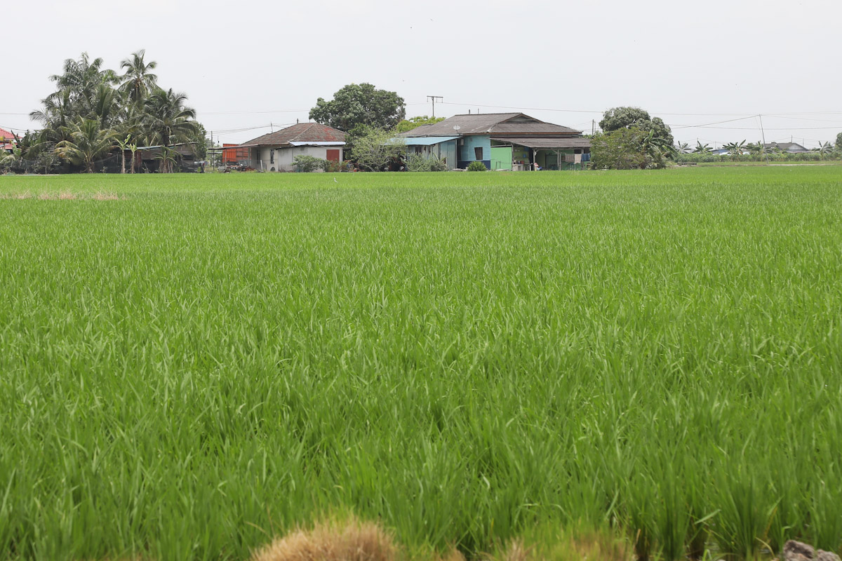 Selangor kaji potensi padi lima musim, pesawah Kuala Selangor jadi perintis