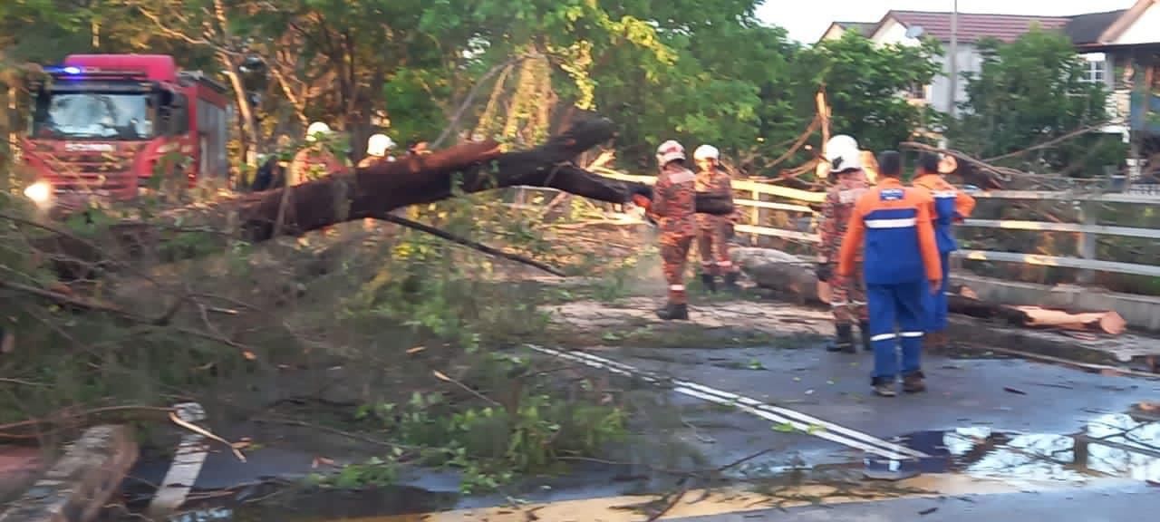 கனமழையால் ஒன்பது பகுதிகளில் விழுந்த பல மரங்கள் அகற்றப்பட்டன