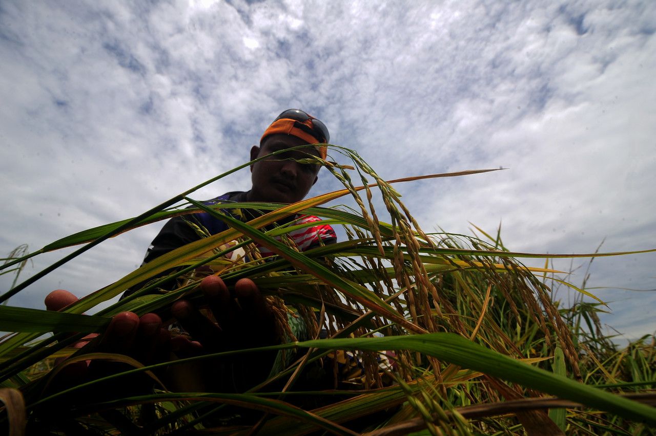 சபாக் தொகுதியில் பாதிக்கப்பட்ட விவசாயிகளுக்கு ரொக்க மற்றும் உபகரண உதவி