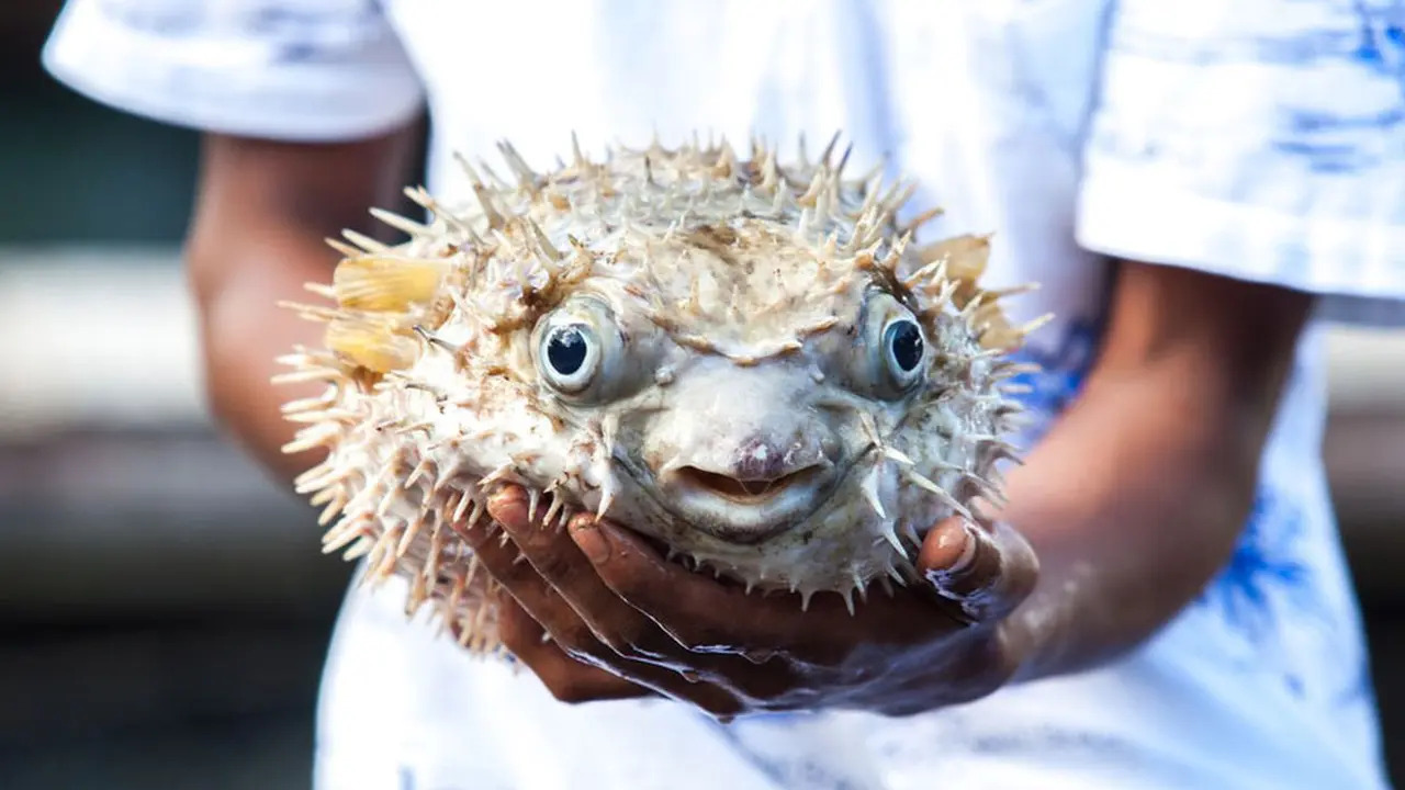 Avoid eating unknown types of puffer fish — DOF