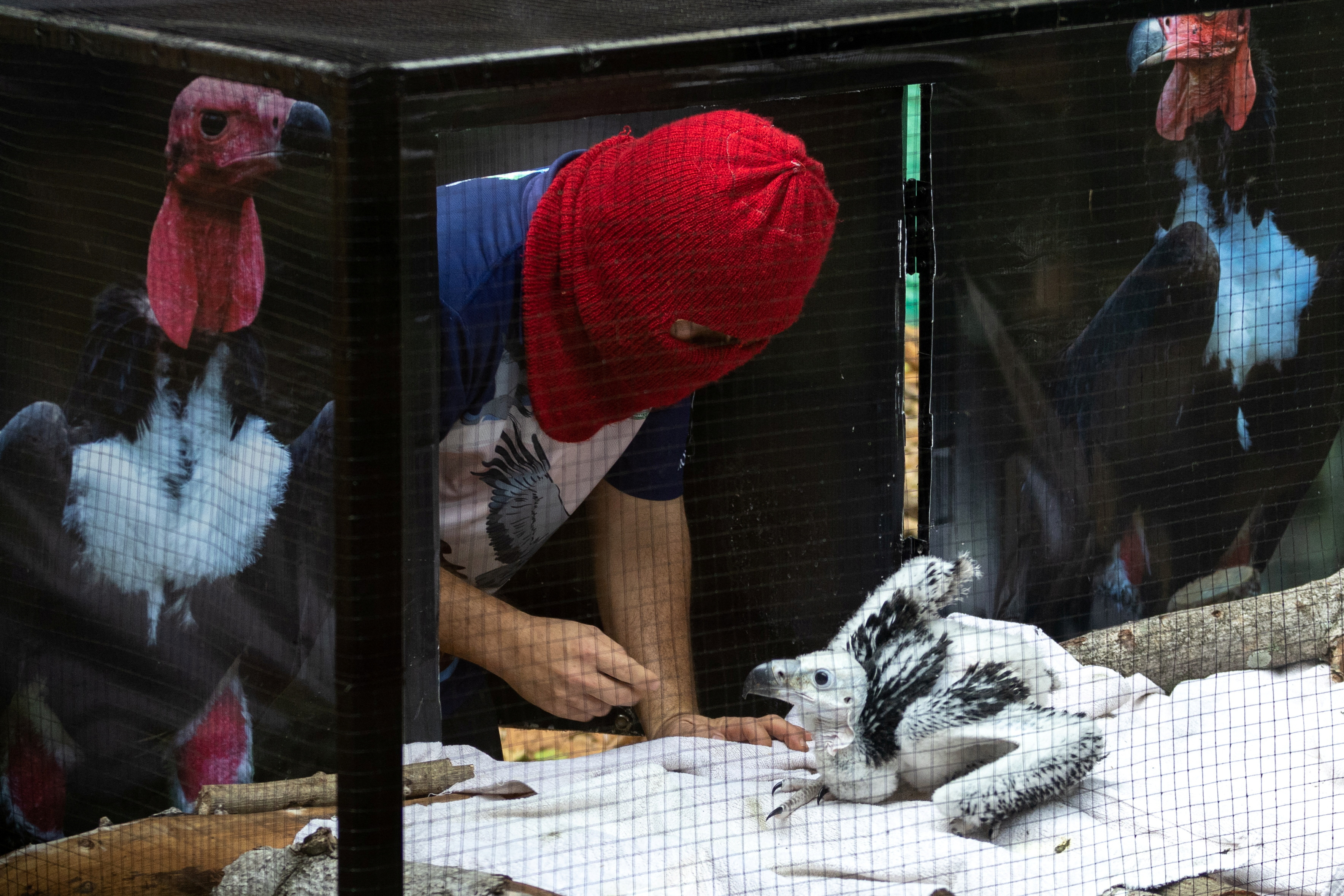 Thai zoo breeds endangered vultures hoping to see them soar again