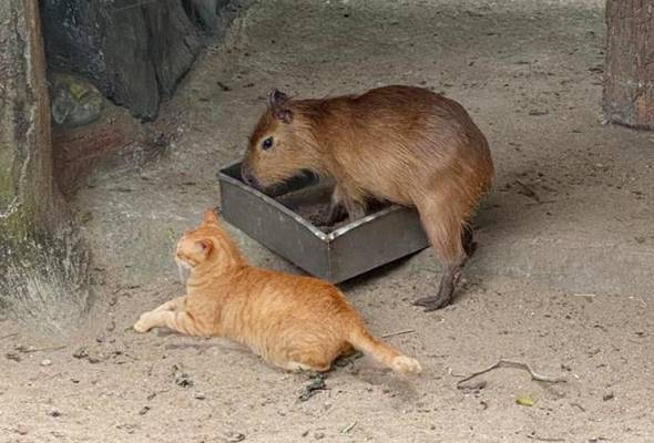 Gandingan tikus gergasi, kucing lonjak bilangan pengunjung Zoo Negara