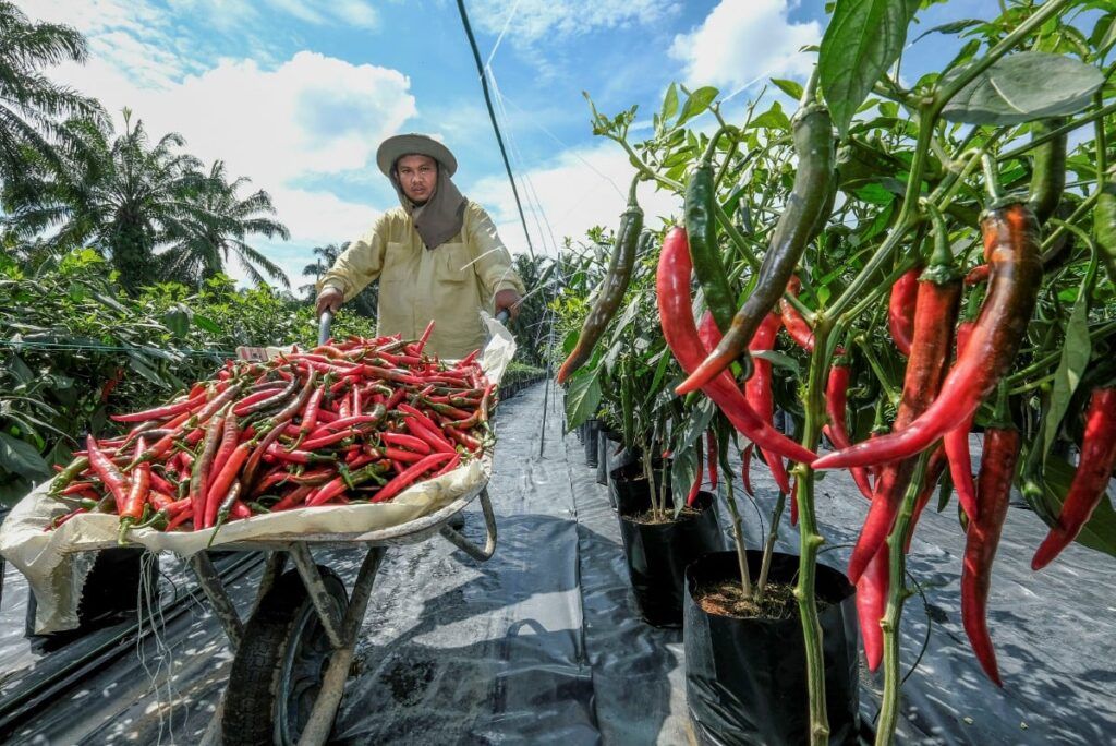 விளைபொருள் உற்பத்தியை முறையாகத் திட்டமிட உதவும் புவி நடவு முறை