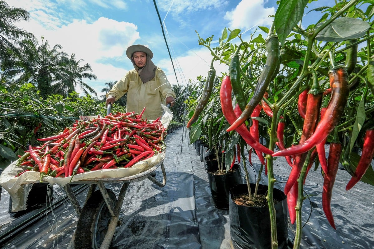 Sistem GeoTanaman langkah kerajaan rancang pengeluaran, atasi lambakan hasil tani